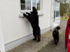 Beautiful Newfoundland puppies in Galway 2